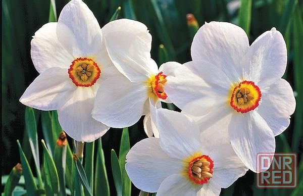 Нарцисс белый Донецк - изображение 1