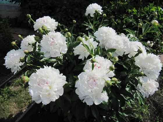 Пионы белый,розовый Донецк