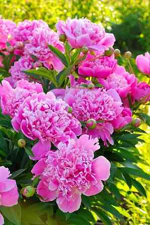 Пионы белый,розовый Донецк