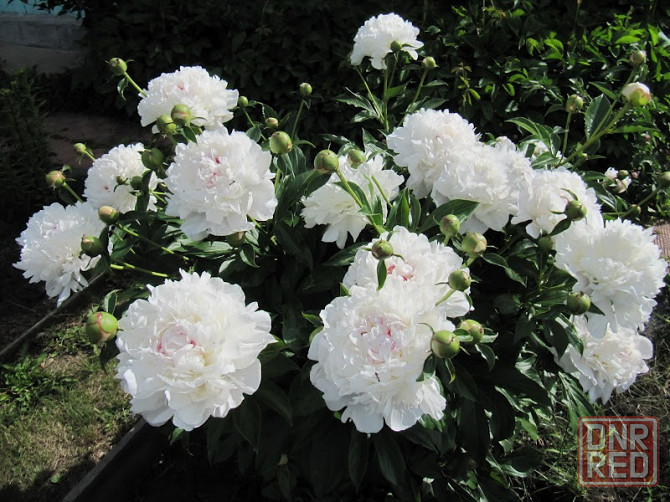 Пионы белый,розовый Донецк - изображение 2