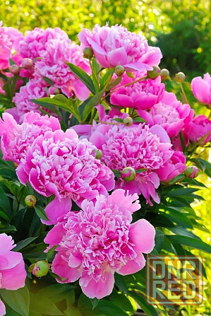 Пионы белый,розовый Донецк - изображение 1