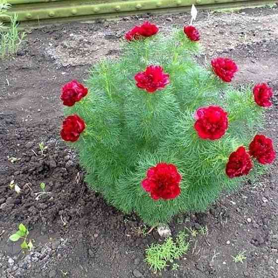 Пион Воронец Донецк