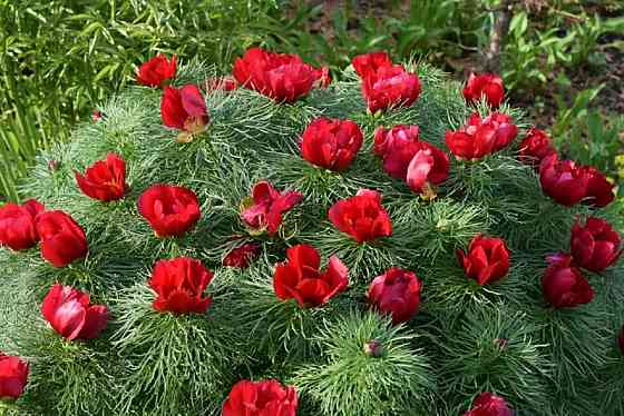 Пион Воронец Донецк