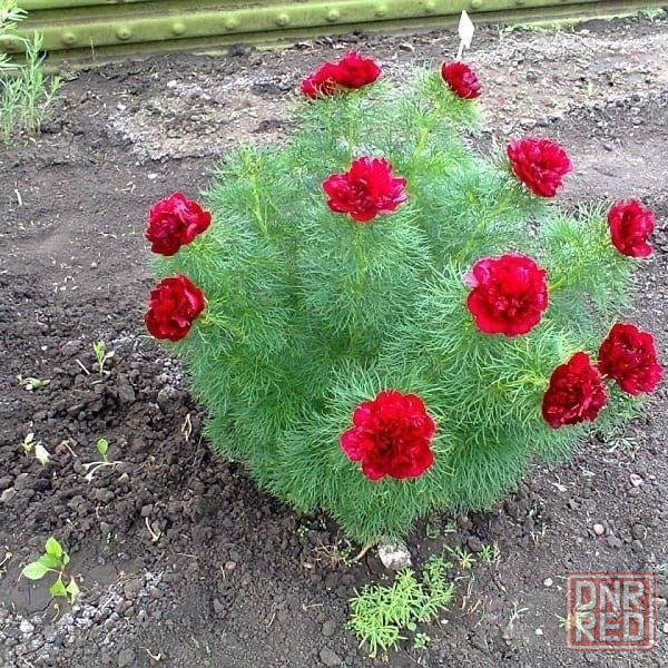 Пион Воронец Донецк - изображение 2