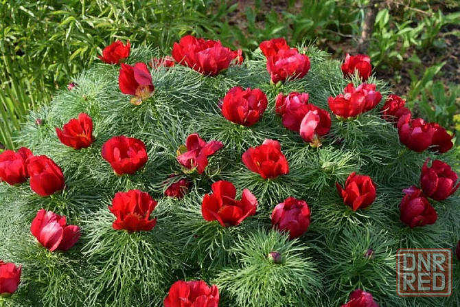 Пион Воронец Донецк - изображение 1