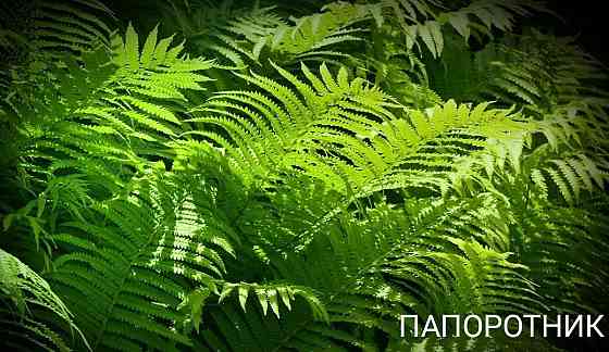 Папоротник Донецк