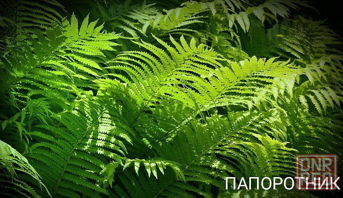 Папоротник Донецк - изображение 1