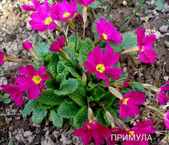 Примула Донецк