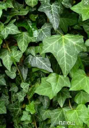 Плющ вечнозеленый Донецк
