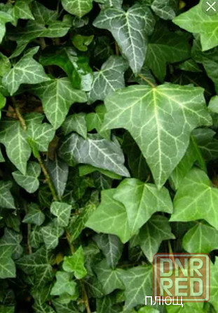 Плющ вечнозеленый Донецк - изображение 1