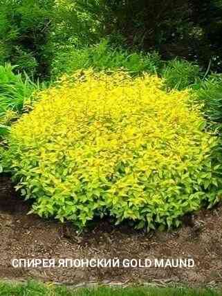 Спирея японская GOLD MAUND Донецк