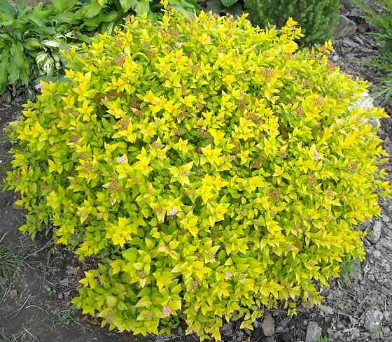 Спирея японская GOLD MAUND Донецк