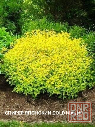 Спирея японская GOLD MAUND Донецк - изображение 1