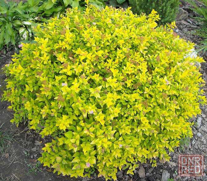 Спирея японская GOLD MAUND Донецк - изображение 3