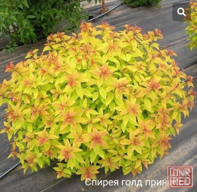 Спирея японская GOLD FLAME Донецк - изображение 1
