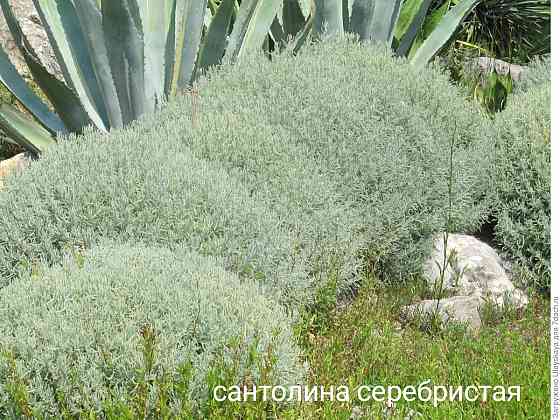 Сантолина серебристая Донецк