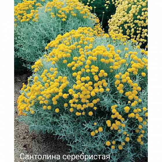Сантолина серебристая Донецк