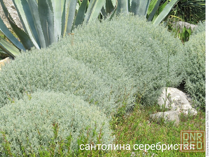 Сантолина серебристая Донецк - изображение 2