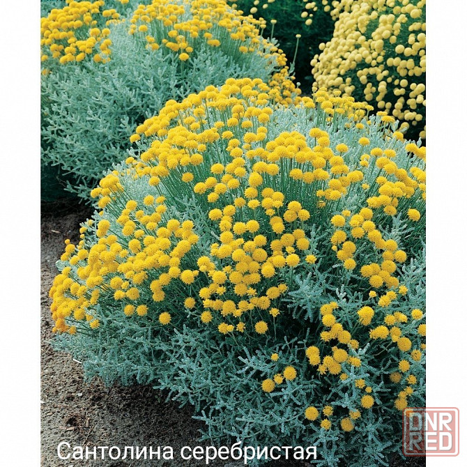 Сантолина серебристая Донецк - изображение 4