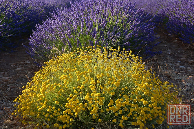 Сантолина серебристая Донецк - изображение 3