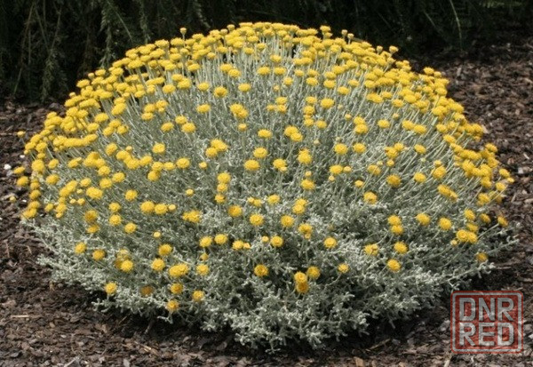 Сантолина серебристая Донецк - изображение 1