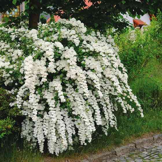 Спирея Невеста Вангутта Донецк