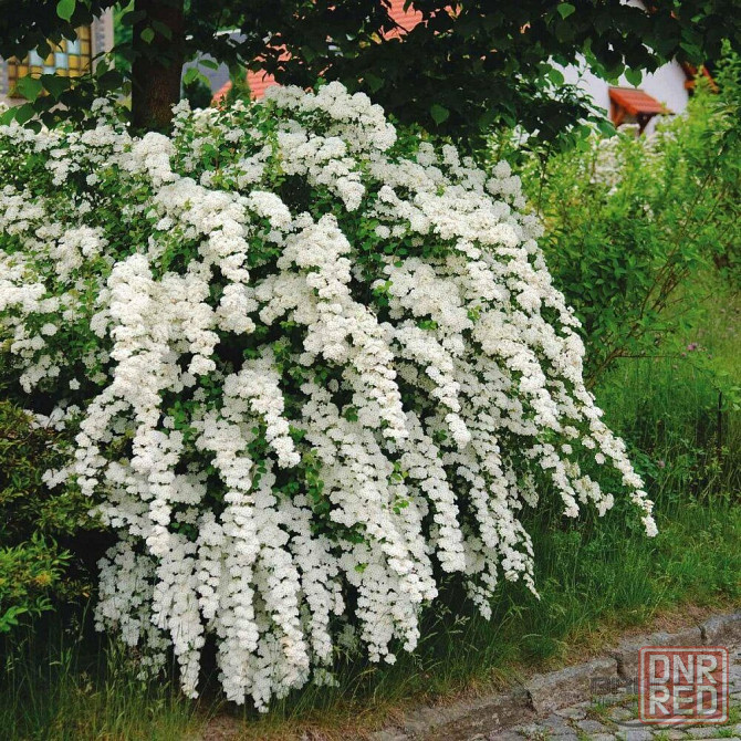 Спирея Невеста Вангутта Донецк - изображение 1