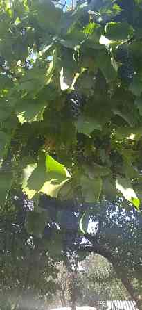 Виноград винный Макеевка