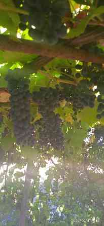 Виноград винный Макеевка