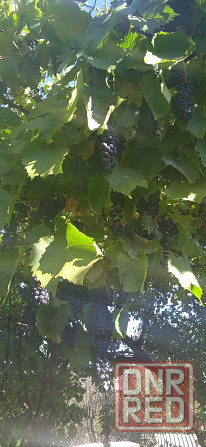 Виноград винный Макеевка - изображение 2