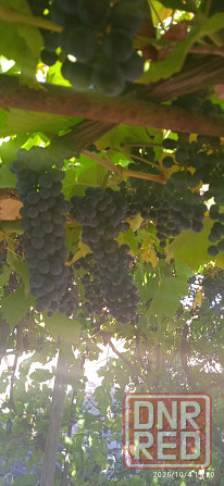 Виноград винный Макеевка - изображение 1