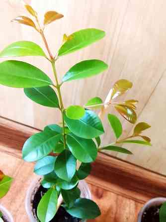 Сизигиум метельчатый (евгения миртолистная) Донецк