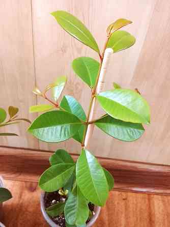 Сизигиум метельчатый (евгения миртолистная) Донецк