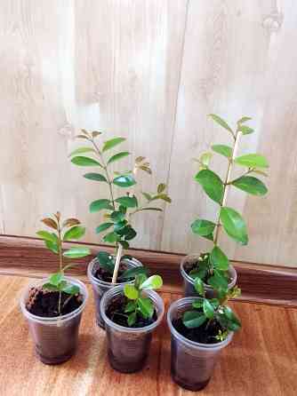 Сизигиум метельчатый (евгения миртолистная) Донецк