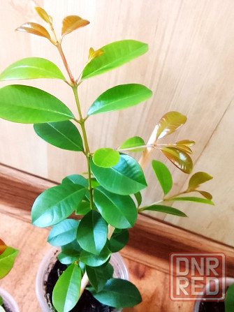 Сизигиум метельчатый (евгения миртолистная) Донецк - изображение 3