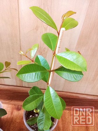 Сизигиум метельчатый (евгения миртолистная) Донецк - изображение 4