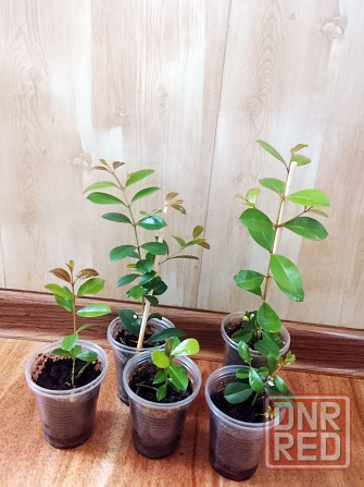 Сизигиум метельчатый (евгения миртолистная) Донецк - изображение 2