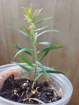 Новый вид мелалеуки (медовый мирт, австр. чайное дерево) Донецк