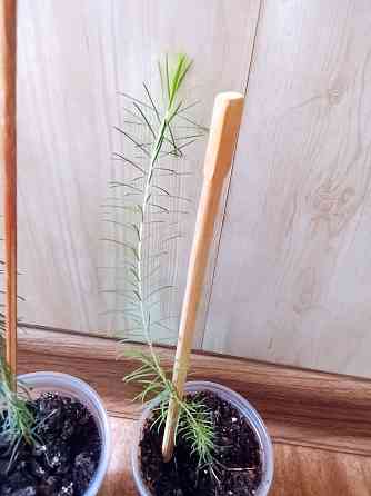 Новый вид мелалеуки (медовый мирт, австр. чайное дерево) Донецк