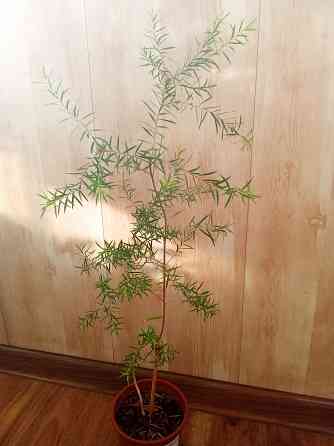 Новый вид мелалеуки (медовый мирт, австр. чайное дерево) Донецк