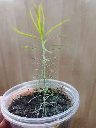 Новый вид мелалеуки (медовый мирт, австр. чайное дерево) Донецк