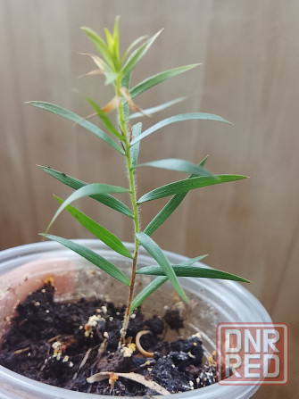 Новый вид мелалеуки (медовый мирт, австр. чайное дерево) Донецк - изображение 5