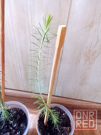 Новый вид мелалеуки (медовый мирт, австр. чайное дерево) Донецк - изображение 4