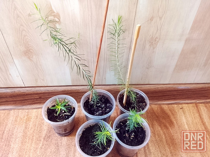 Новый вид мелалеуки (медовый мирт, австр. чайное дерево) Донецк - изображение 2