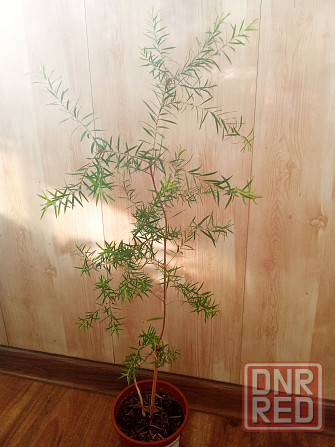 Новый вид мелалеуки (медовый мирт, австр. чайное дерево) Донецк - изображение 6