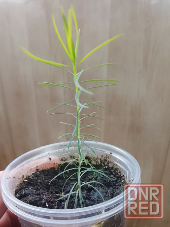 Новый вид мелалеуки (медовый мирт, австр. чайное дерево) Донецк - изображение 3