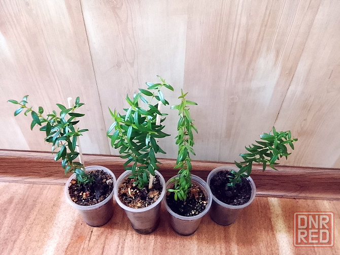 Мирты Донецк - изображение 1