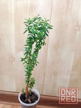 Мирты Донецк - изображение 2