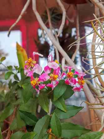 Барбадосская вишня (мальпигия) Донецк