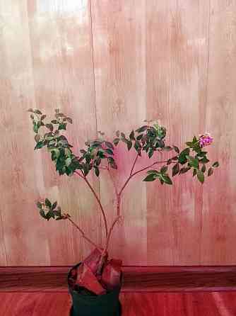 Барбадосская вишня (мальпигия) Донецк